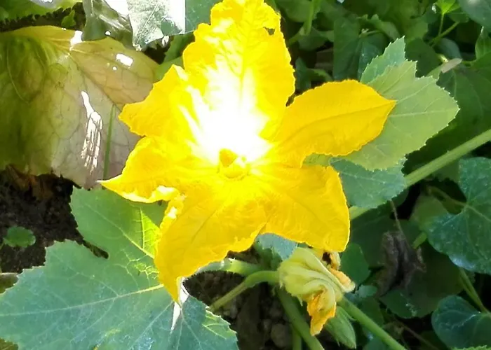 The Guardian Of 別荘 アマルフィ